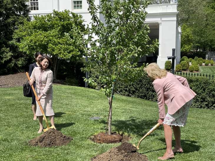 Phu nhân Thủ tướng Nhật Bản cùng Đệ nhất phu nhân Mỹ trồng hoa anh đào tại Nhà Trắng